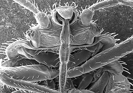 Bed bug proboscis close-up