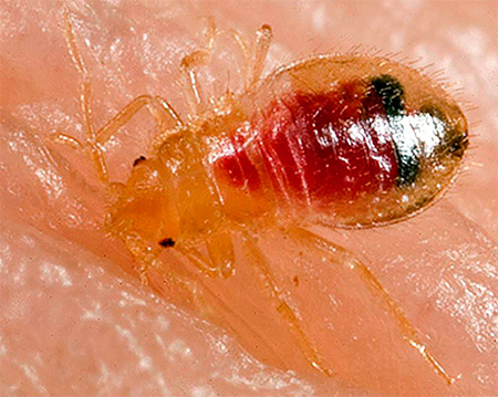 La foto mostra il sangue nel corpo di una larva di insetto