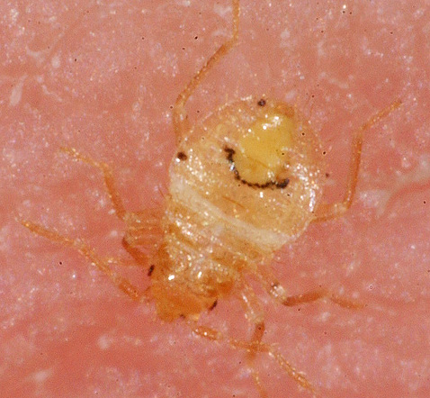 Aç yatak böceği larvası