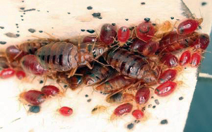 Dospělé štěnice a jejich larvy