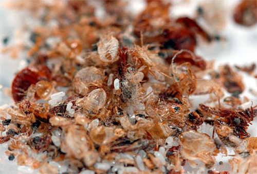 Chitinózní kryty hmyzu ve svém hnízdě