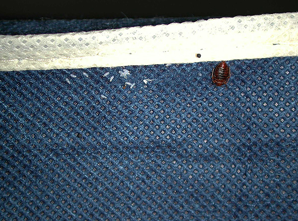 Ký sinh trùng có thể được mang vào nhà trên quần áo từ phòng bị nhiễm.