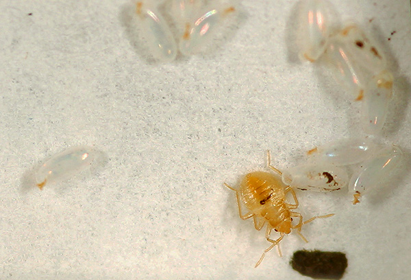 Tempoh inkubasi untuk menetas larva bedbug dari telur pada suhu bilik yang baik boleh kurang dari seminggu.