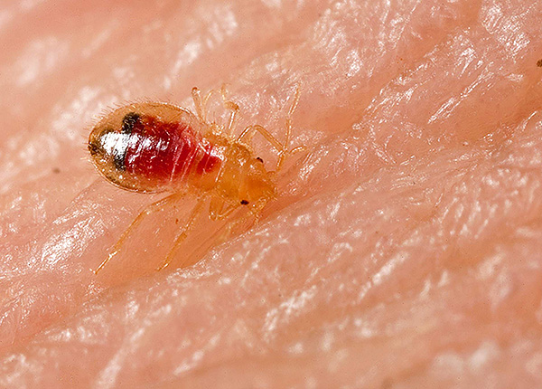 Ấu trùng non có vỏ bọc cơ thể gần như trong suốt, qua đó có thể nhìn thấy rõ các chất bên trong cơ thể.