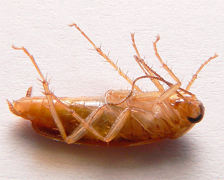 En kackerlacka som drabbats av Regent kan orsaka döden för dess släktingar