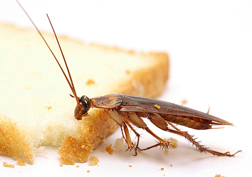 Rifiuti e cibo avanzato - cibo per scarafaggi