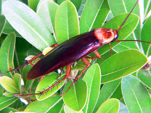 Amerikaanse kakkerlak: close-up foto