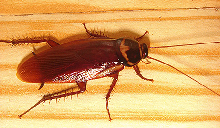 De Amerikaanse kakkerlak is al lang in menselijke huisvesting verhuisd