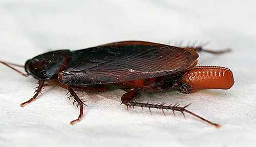 Amerikaanse kakkerlak met ootheca
