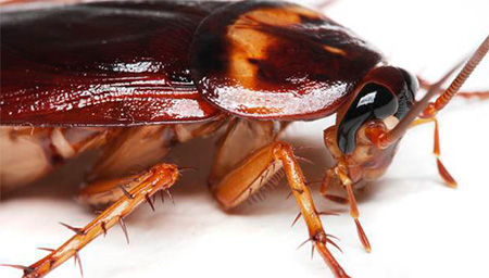 Amerikanska kackerlackor kan bita sovande människor