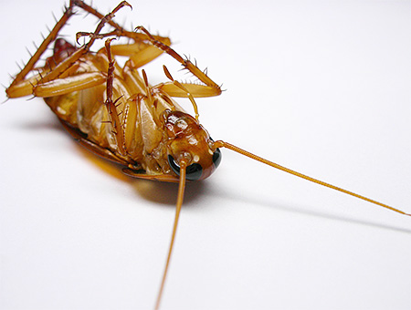 Vorst doodt kakkerlakken en hun eieren