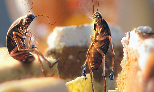 Kakkerlakken in huis zijn een teken van onhygiënische omstandigheden