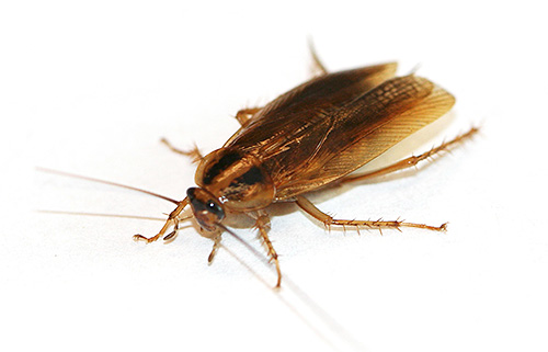 Boorzuur is zeer giftig voor kakkerlakken.