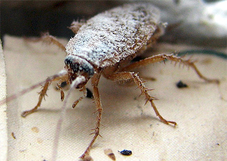 Εάν μια κατσαρίδα πέρασε πάνω από τη σκόνη του βορικού οξέος, τότε αργότερα θα δηλητηριαστεί από αυτό