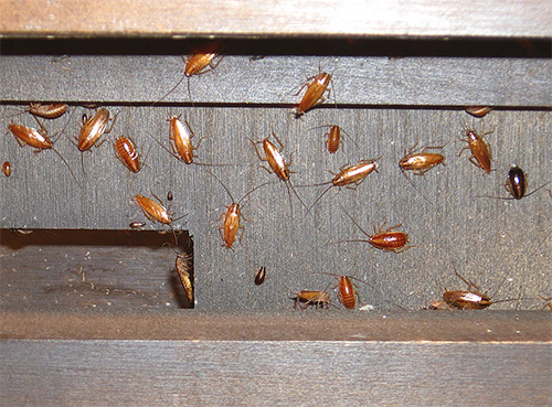 Asid borik harus digunakan di tempat di mana serangga terkumpul