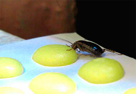 Η κατσαρίδα τρώει δηλητηριασμένο δόλωμα