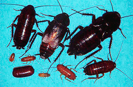 Vuxna och larver av svarta kackerlackor