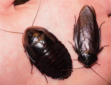 Αρσενική και θηλυκή μαύρη κατσαρίδα