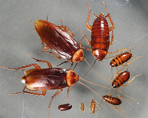 Larven (nimfen) van de Amerikaanse kakkerlak