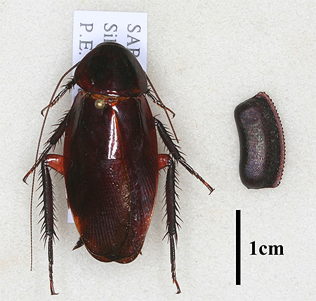 Zwarte kakkerlak en zijn ootheca