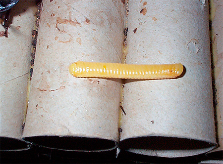 마다가스카르 바퀴벌레 ootheca