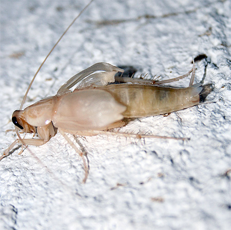λευκή κατσαρίδα
