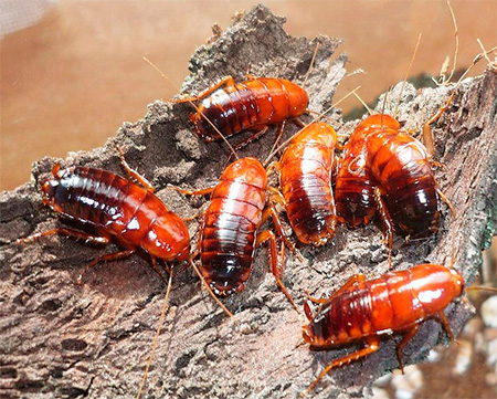 Turkmeense kakkerlakken