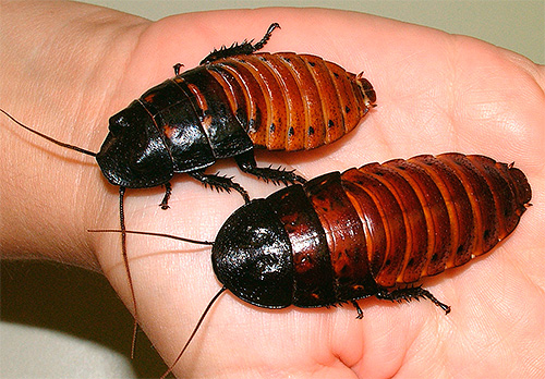 Madagaskarští švábi