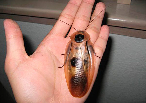 scarafaggio gigante