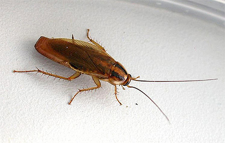 θηλυκή κόκκινη κατσαρίδα