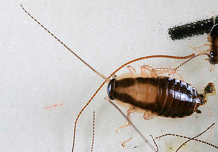 Rode kakkerlak larve