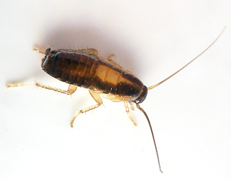 사진은 붉은 바퀴벌레 유충의 특징적인 착색을 명확하게 보여줍니다.