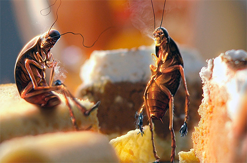 Het is belangrijk om de toegang van insecten tot voedselresten te beperken
