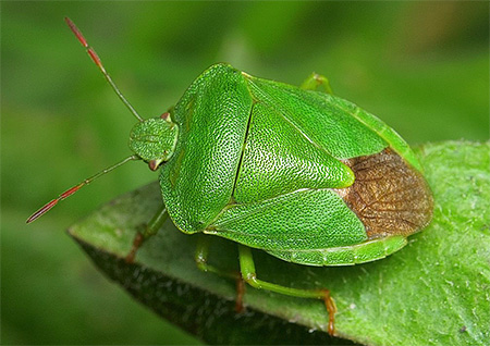 insectă miros verde