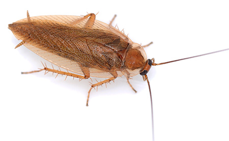 All'estremità dell'addome di uno scarafaggio sono visibili i cerci
