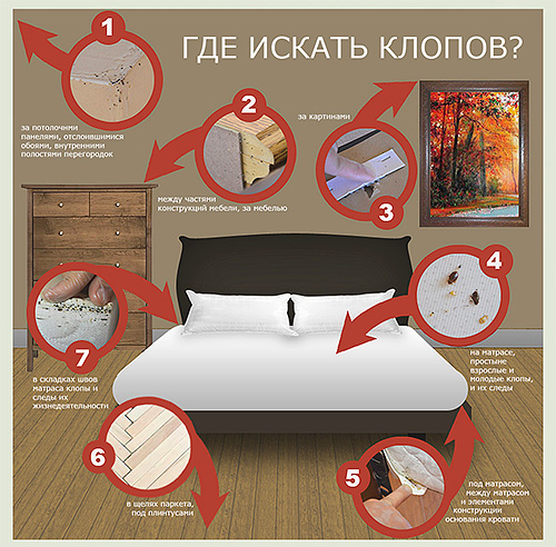 Gambar menunjukkan tempat-tempat di apartmen di mana anda harus mencari bedbugs pertama sekali