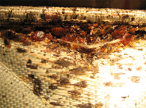 bed bug nest in sofa
