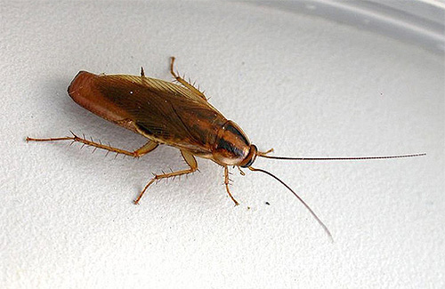 Gli scarafaggi possono mordere le persone?