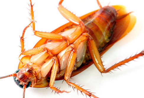 L'apparato orale di uno scarafaggio