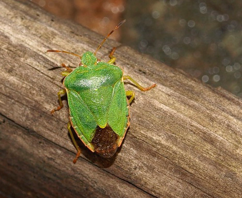 Bug de pădure: fotografie de prim-plan