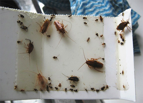 Un esempio di trappola per colla per scarafaggi