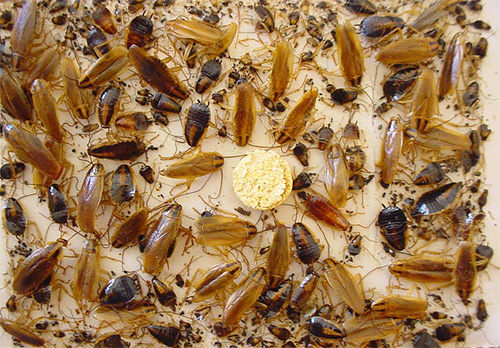 Κατσαρίδες πιασμένες σε παγίδα κόλλας