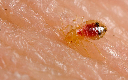 La larva di un insetto del mobile beve sangue