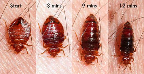 L'insetto aumenta di dimensioni poiché si satura di sangue