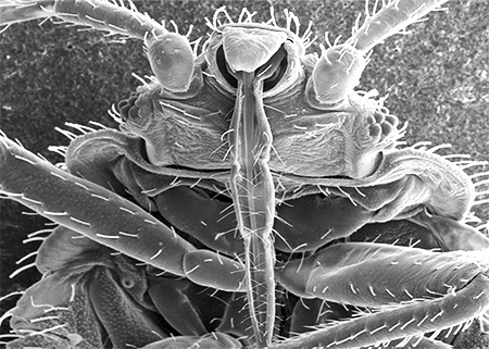 Bug proboscis