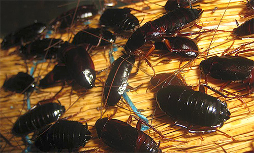 Svarta kackerlackor