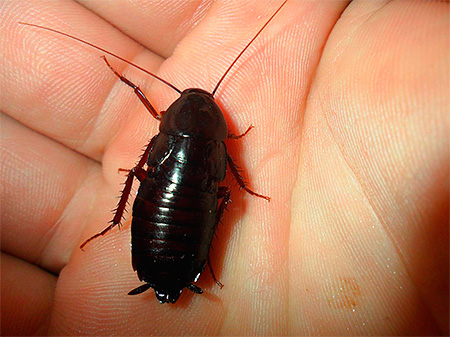 Più raro per la Russia scarafaggio nero