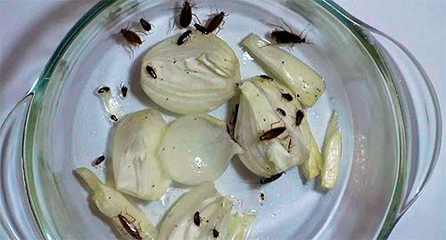 Capcană pentru gândaci de casă