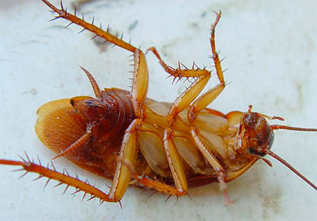Hoe lang kunnen kakkerlakken leven?