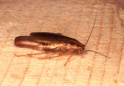Kakkerlak met ei (ootheca)
